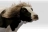 beautyCow