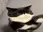 catBackOff