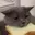 catButterson