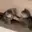 catDap