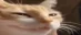 catNYEHEH