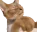 catShooShoo