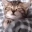 catSleepo