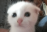 catWot