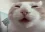 catWuah