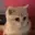catmhm