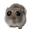 hamsterPwease