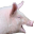 happyPIGGIES
