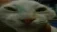 mewdd