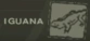 mgsIguana