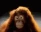 monkeDisagree