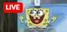 spongeLive